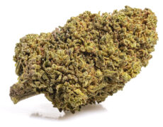 Cogollo de marihuana sin thc mango cbd boost 