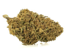 Primer plano de Marihuana CBD lemon cheese de cultivo orgánico y sostenible 
