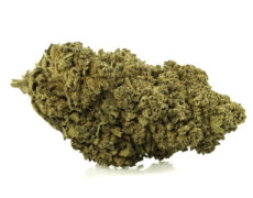 Primer plano de Marihuana CBD white widow de cultivo orgánico y sostenible 