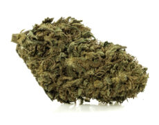 Primer plano de una cima de Marihuana cbd Sweet Berry con tricomas destacados y textura natural 