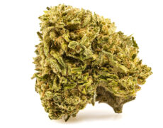 Cogollo de marihuana cbd melon kush 