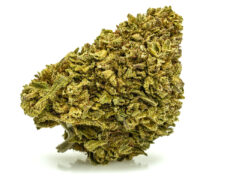 Cogollo de cannabis cbd Gorilla Glue 