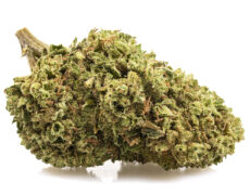 Cogollo de marihuana cbd de la variedad Bubblegum 