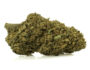 761 Primer plano de una cima de Marihuana cbd CALIFORNIA HAZE con tricomas destacados y textura natural