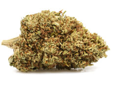 Marihuana cbd do si dos 