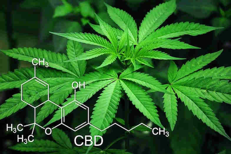 Molécula de THC y planta de cannabis