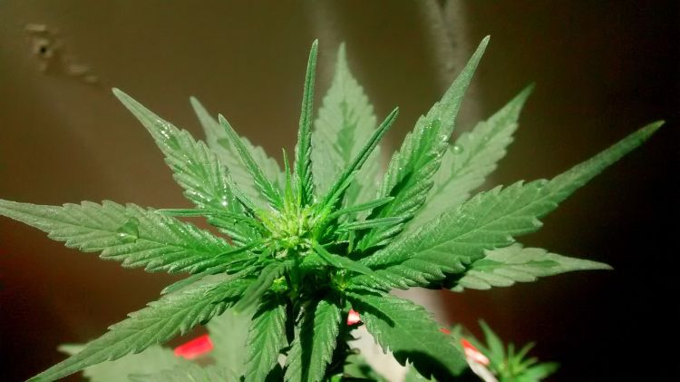 marihuana en el embarazo