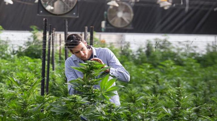 Campo de cultivo de cáñamo legal en España