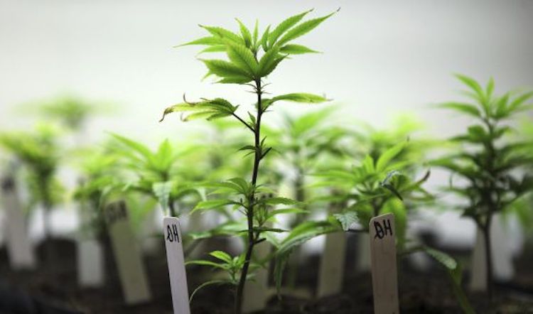 Planta de cáñamo industrial en cultivo legal