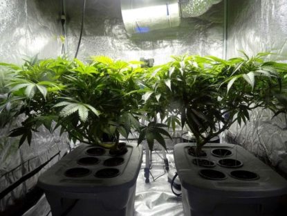 Efecto antiinflamatorio y antioxidante del cannabis light.