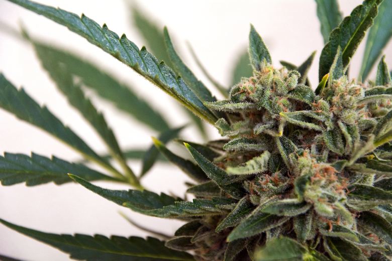 Marijuana light libre de pesticidas