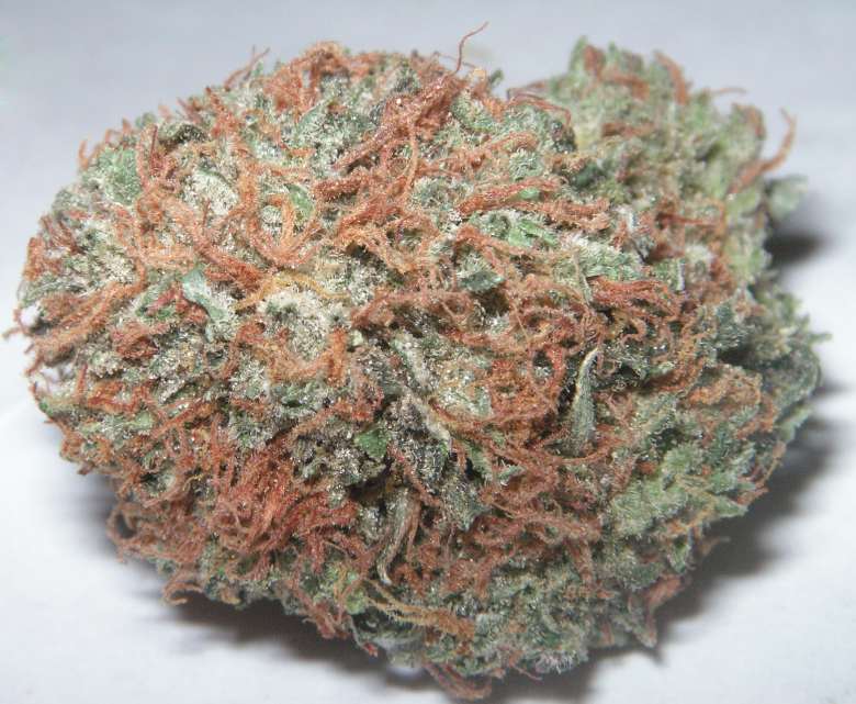 Northern Lights hierba favorita