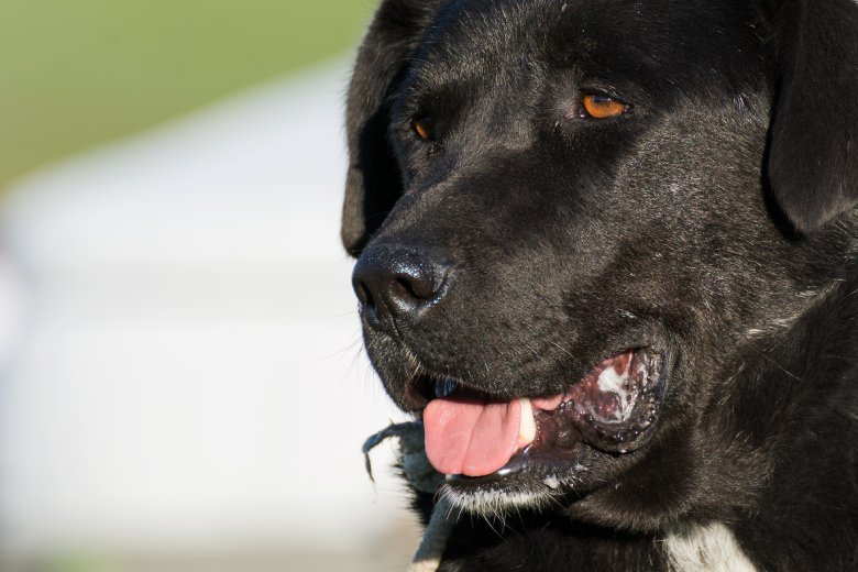 aceite de CDB de marihuana light para perros