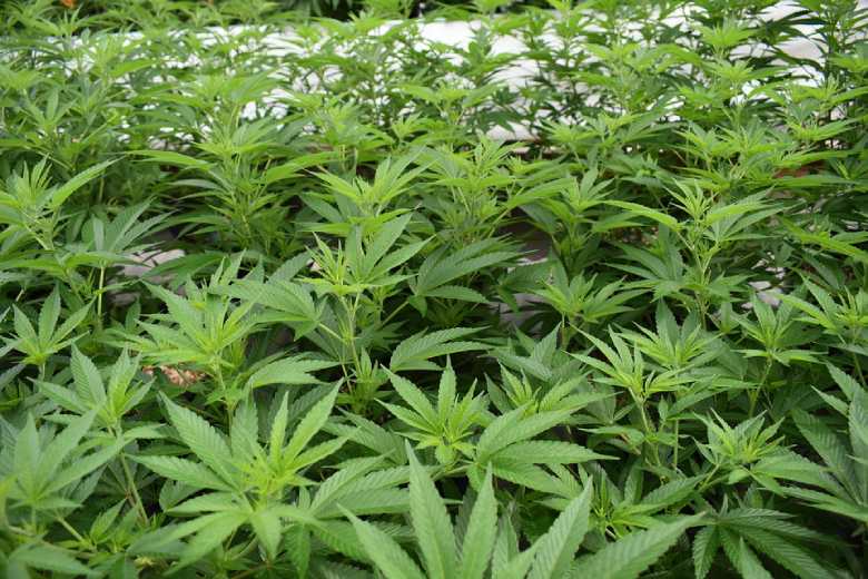 beneficios marihuana light en españa