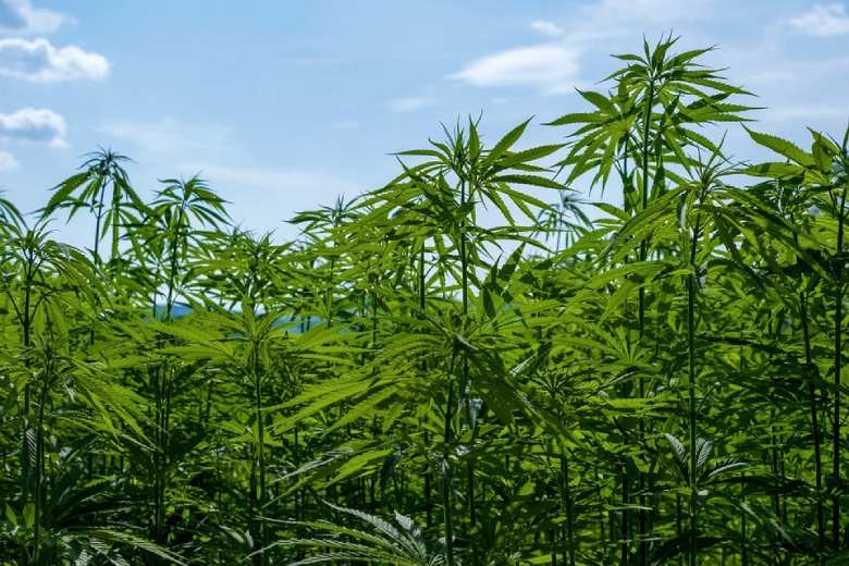 la mejor marihuana light cannabis sativa