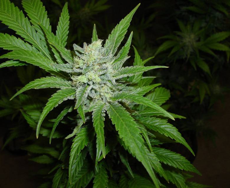 tipos disponibles de marihuana legal northern lights
