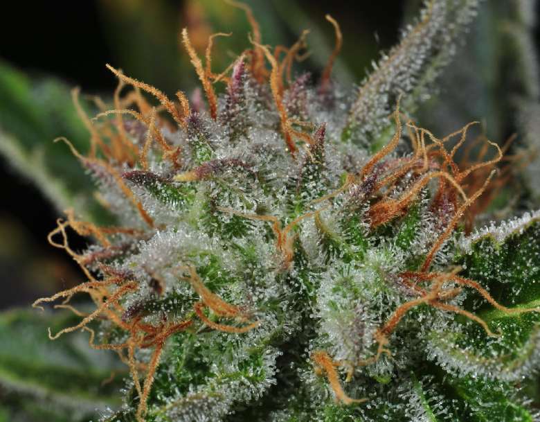 variedad de cannabis cbd amnesia haze