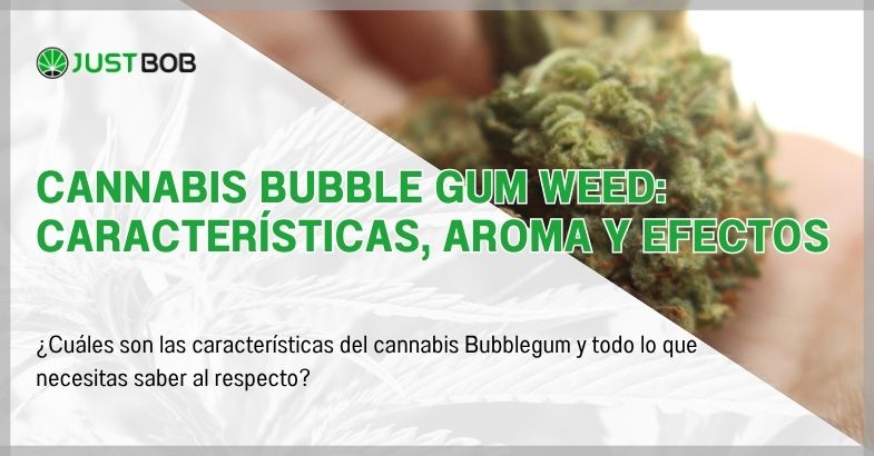 Cannabis Bubble gum Weed: características, aroma y efectos