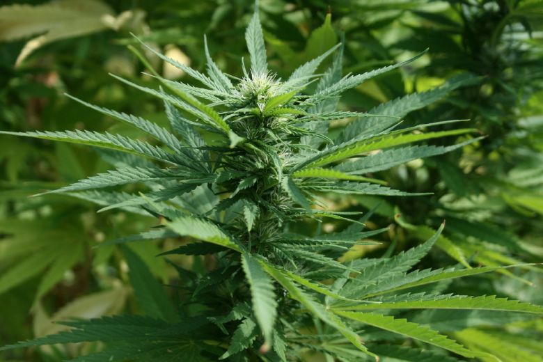 planta de cáñamo legal
