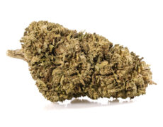 Primer plano de una cima de Marihuana cbd Sweet Berry con tricomas destacados y textura natural 