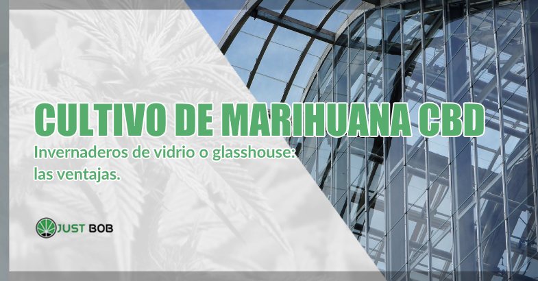Cultivo de marihuana CBD