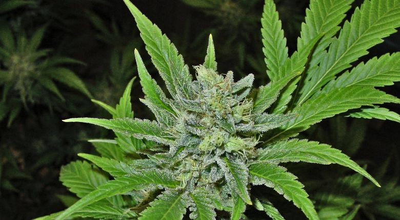la genética de la Gorilla Glue cbd