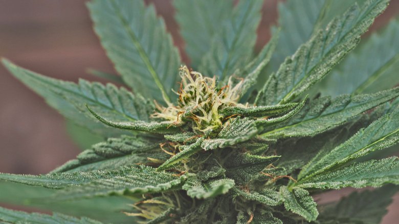 orígenes de la cannabis cbd do si dos