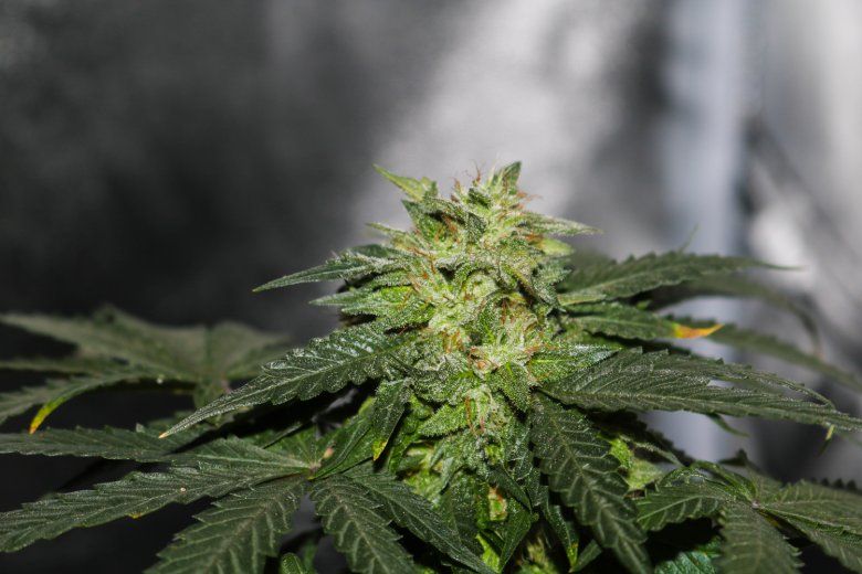 Los orígenes del cannabis cbd
