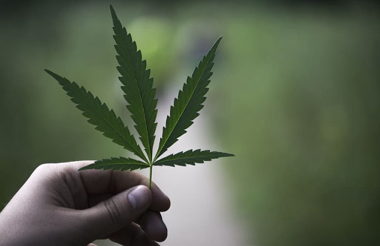 cultivo de marihuana legal y clàsica espana