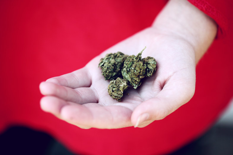 Cannabis CBD de cáñamo industrial utilizado en estudios sobre seguridad y tolerabilidad