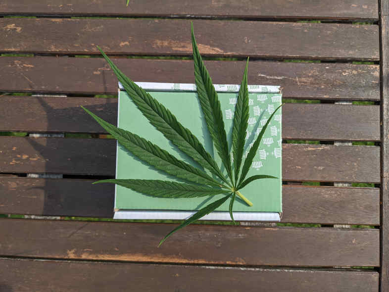 Flores de marihuana CBD de cáñamo industrial objeto de investigación científica