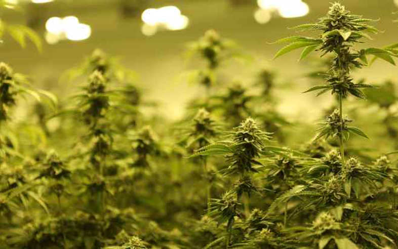Cannabis CBD