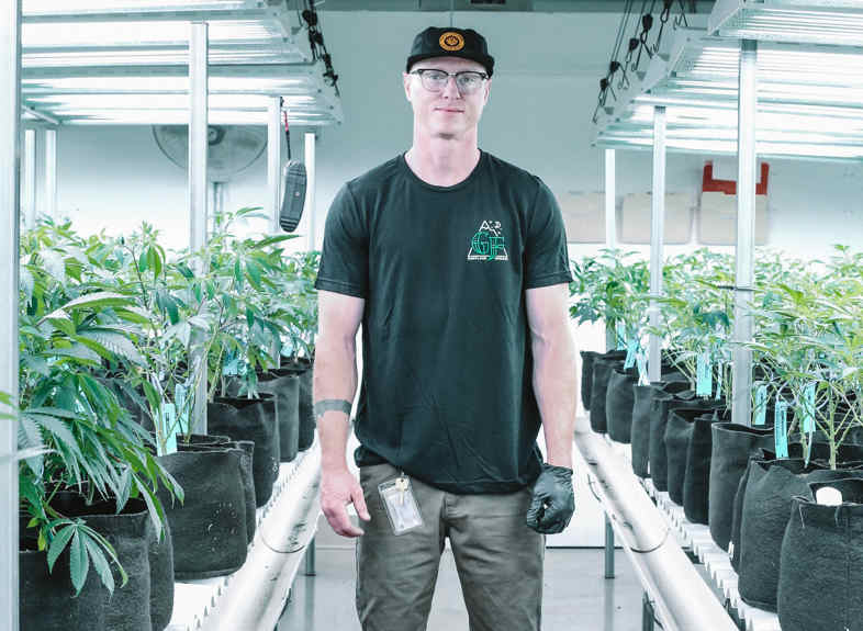 Cultivo Marihuana CBD