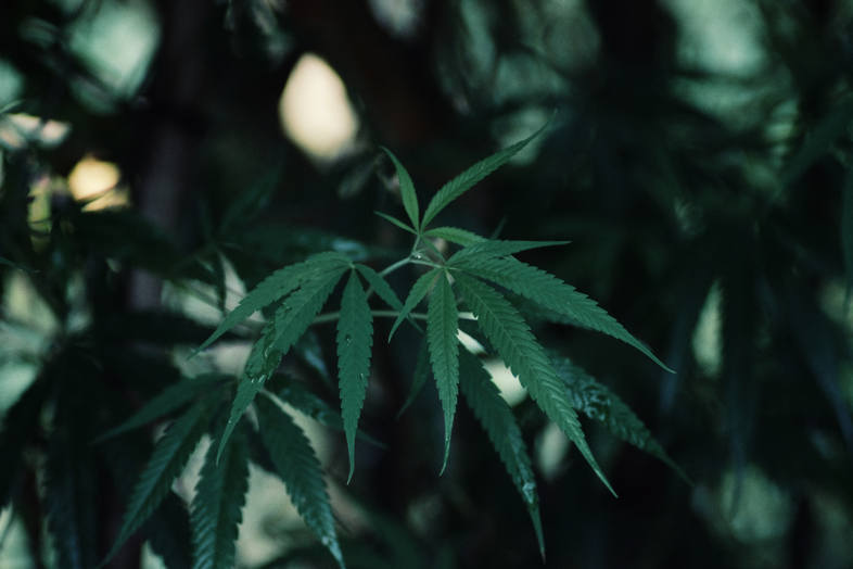 Cogollos de marihuana CBD legal derivada de cáñamo industrial europeo