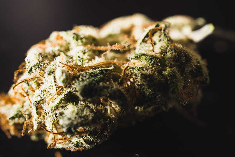 Flores de cannabis CBD de cáñamo industrial con perfil no psicotrópico