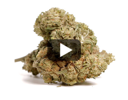 Anteprima video de Marihuana CBD con alto contenido de CBG para uso legal