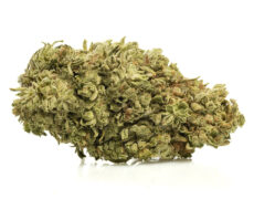 Primer plano de Marihuana CBD Zkittles rica en CBG de cultivo orgánico y sostenible