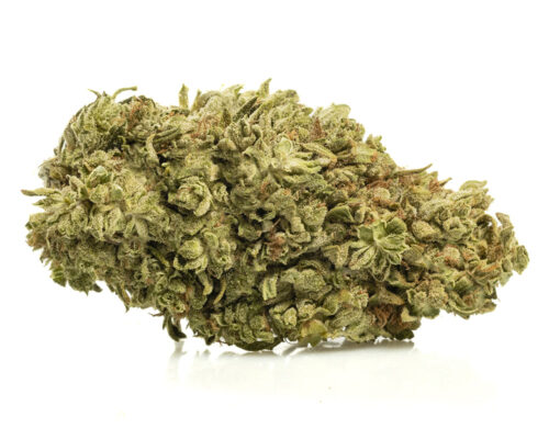 Primer plano de Marihuana CBD Zkittles rica en CBG de cultivo orgánico y sostenible