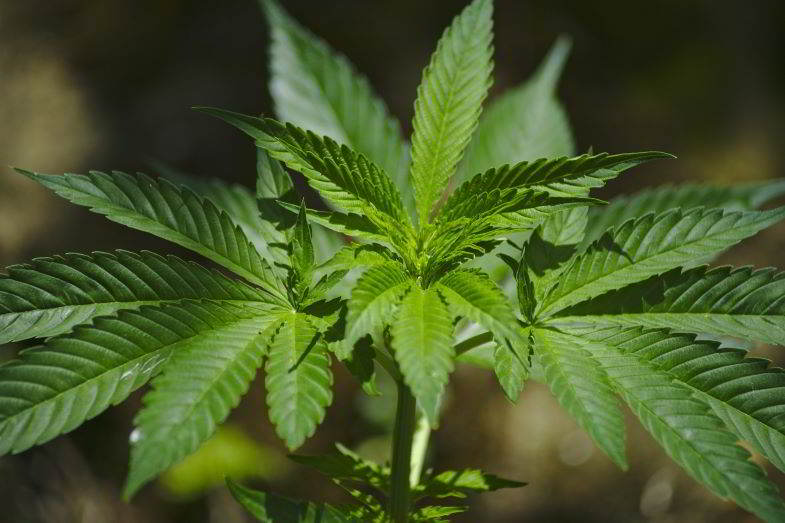 Marihuana índica o sativa: las diferencias.