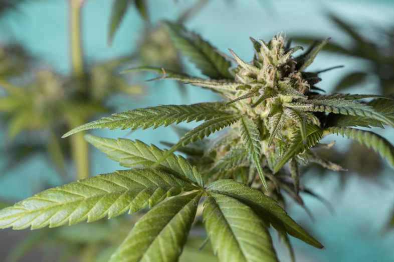 Detalle de hojas de cannabis sativa con foliolos palmados característicos de la planta
