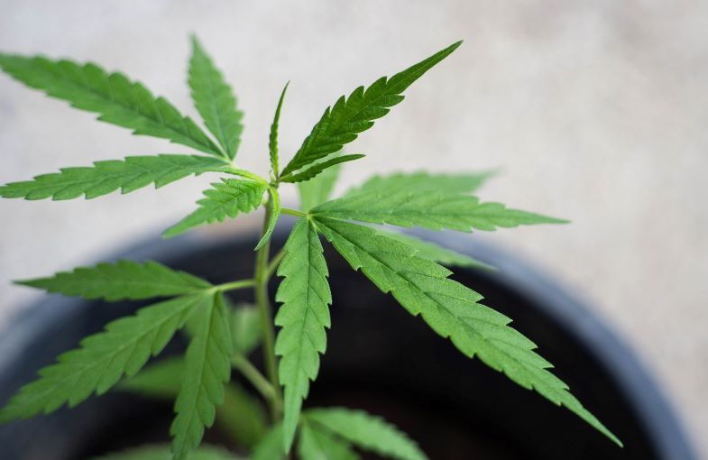 Marihuana Índica y Sativa.