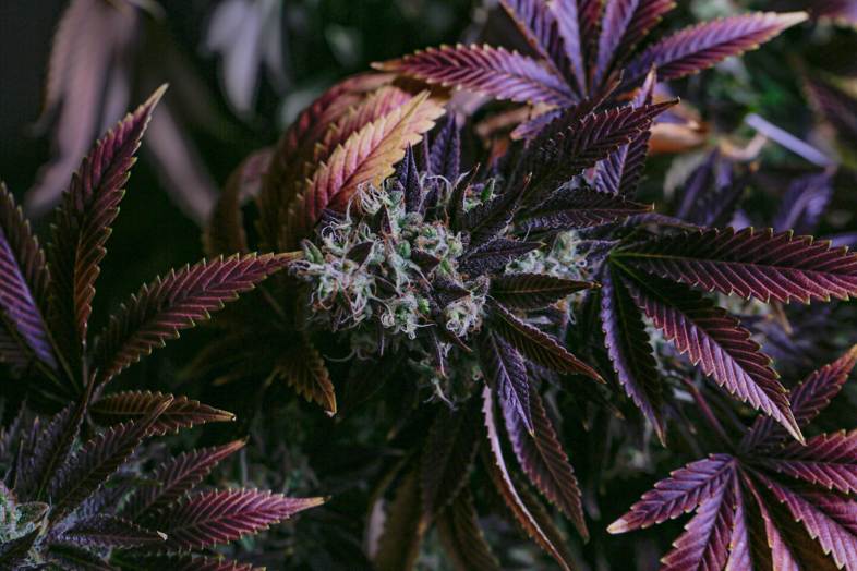 La posición de Ucrania con respecto al cannabis