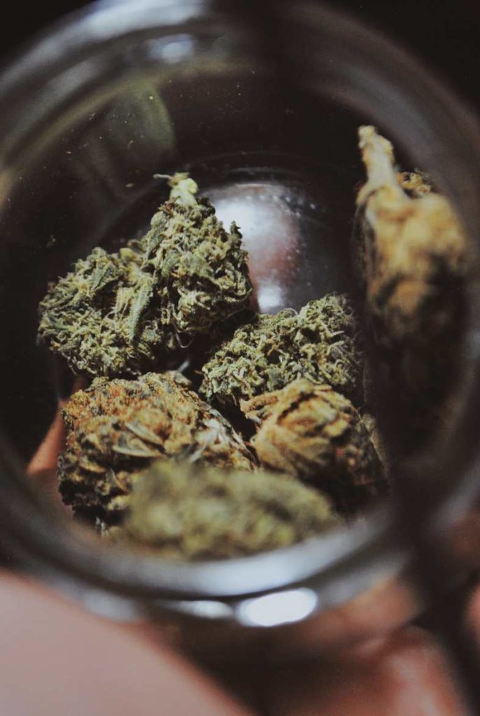 Detalle macro de cogollos de cannabis sativa con tricomas glandulares visibles en la superficie