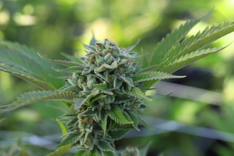 Aquí hay un truco para reconocer una planta de cáñamo masculina y legal