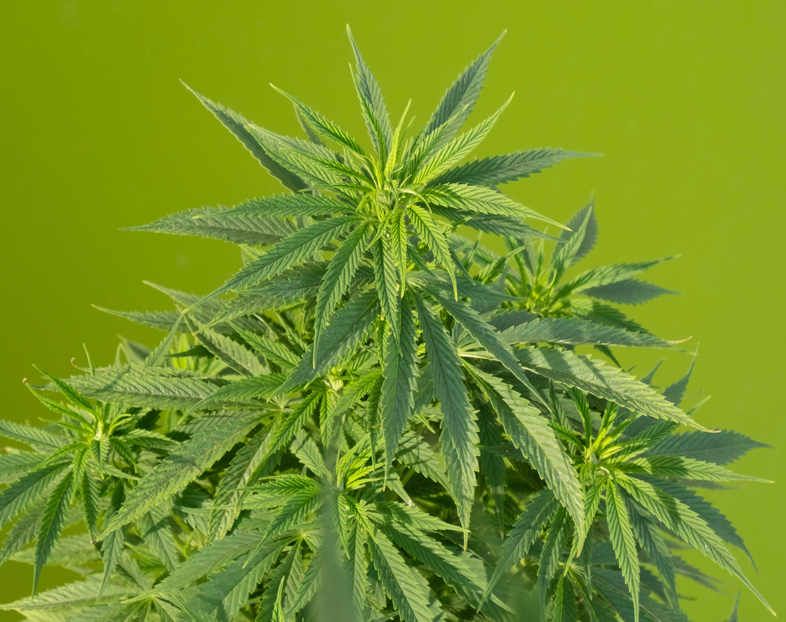Los efectos son los mismos ya sea que la llames marihuana sin THC o cannabis legal.