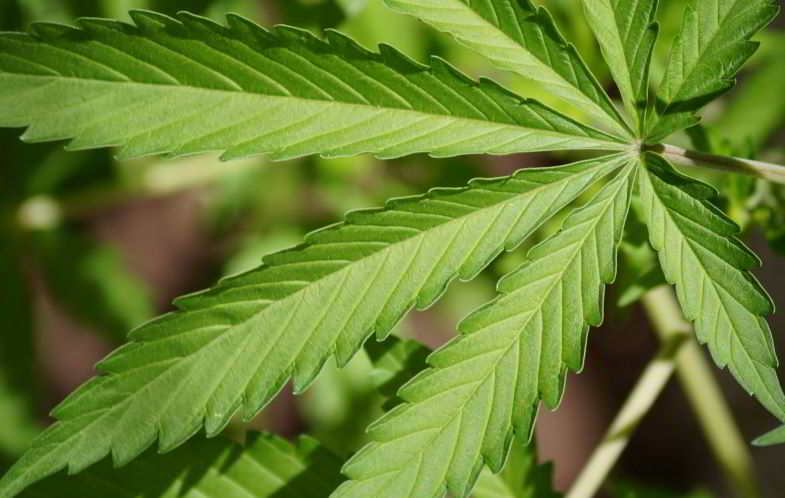 Planta de cannabis con alto contenido de THC y cogollos densos en floración avanzada