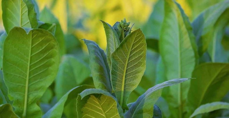 ¿Qué dice la ley sobre el cultivo del tabaco en España?