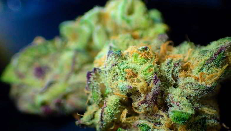 Godfather OG: la planta de cannabis más rica en THC