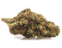 Marihuana cbd de la variedad GG#4 cbd boost