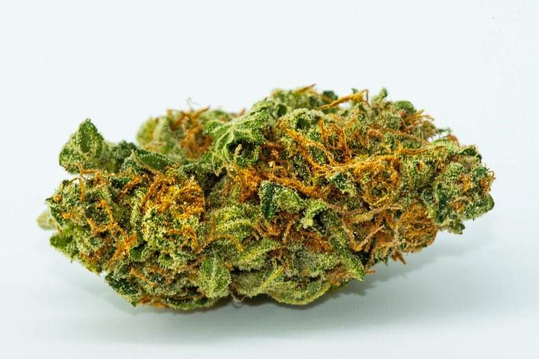 Un cogollo de cannabis CBD de alta calidad